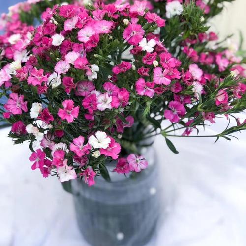 相思梅,花色单纯.