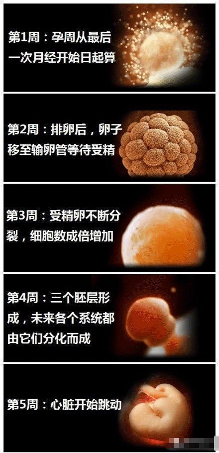 胎儿发育过程中,生长的3个营养关键期:胎儿在妈妈子宫里生存的40周内