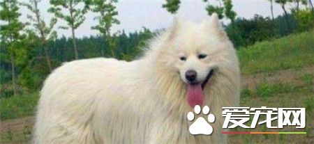 成年萨摩耶犬多少钱品相一般的在800到1300