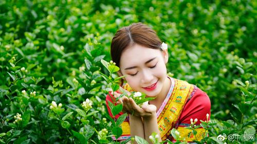 九月茉香·寻访中国茉莉之乡横县
