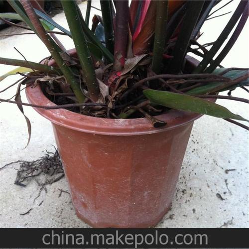 明星园艺/红钻/ 280#图片_1