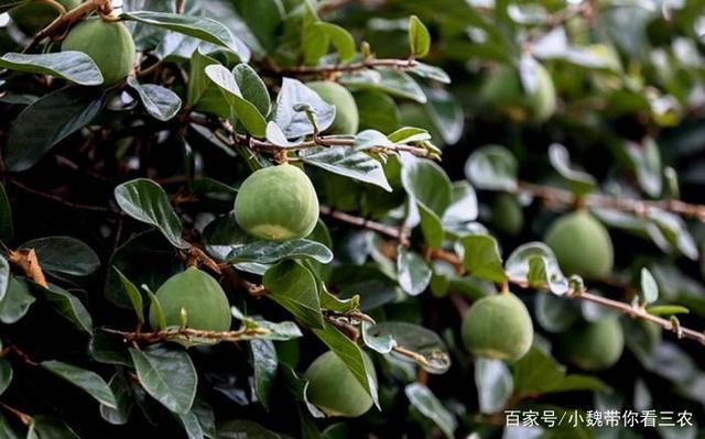 "凉粉果"在种植过程中,那么常见种植方法有哪些,一起来看看吧