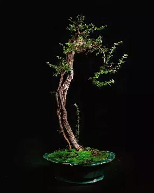 树木树桩盆景欣赏