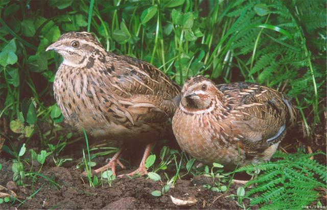 养鹌鹑要具备哪些条件?导致产蛋量低的原因是什么?