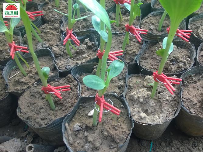 大兴西瓜种植西瓜面嫁接之后维护工作