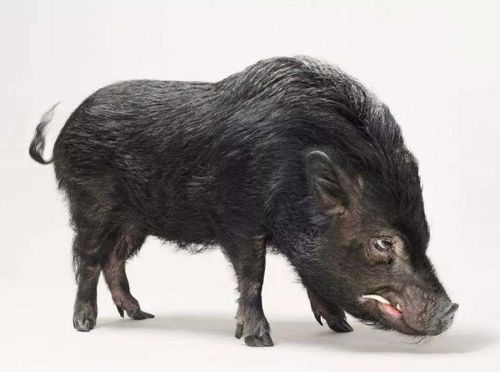 野猪体型粗壮,性情暴躁,成年雄性体重可达200千克,极富攻击性.