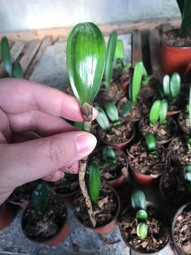 长春精品君子兰元宝蜡膜花脸阳台绿植盆栽防辐射绿植