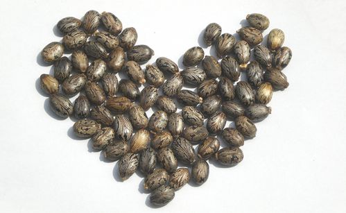 上拓 蓖麻500克也叫蓖麻籽蓖麻仁 非食用 植物原材料 1斤起发