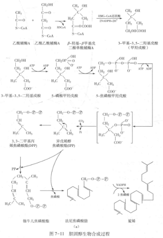 胆固醇 新闻专题 >> 正文 由乙酰辅酶a合成甲羟戊酸2分子乙酰辅酶a在