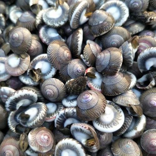 大连海钱儿3斤包邮顺丰鲜活玻璃牛海锥海海瓜子海欠味道鲜美