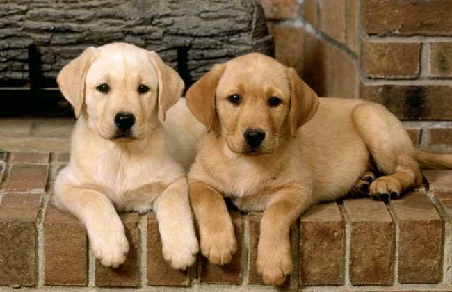 拉布拉多犬和金毛犬的区别_纯种拉布拉多犬怎么看_犬
