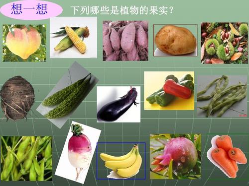 植物的果实ppt