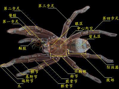 蜘蛛用哪个部位吐丝