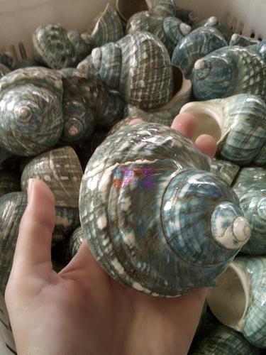 蝾螺北海天然海螺夜光绿色抛光摆件收藏品海螺