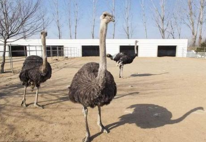 养鸵鸟能赚多少钱成年鸵鸟价格鸵鸟养殖场