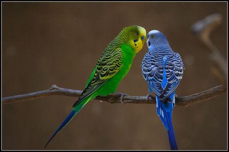 单只售价仅为15-30元,最贵的是凯克,好几千大洋,都够买葵花鹦鹉了