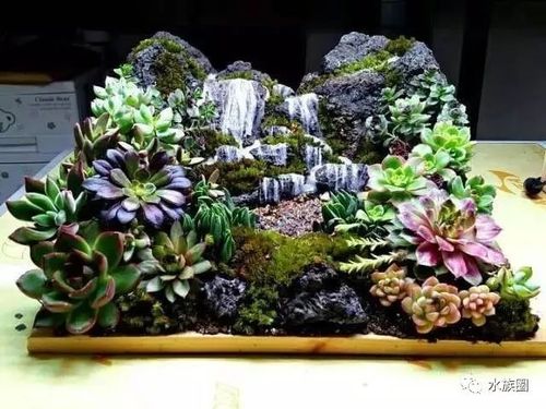 打造了独一无二的多肉景观还将备受造景人宠爱的瀑布元素也引用进来