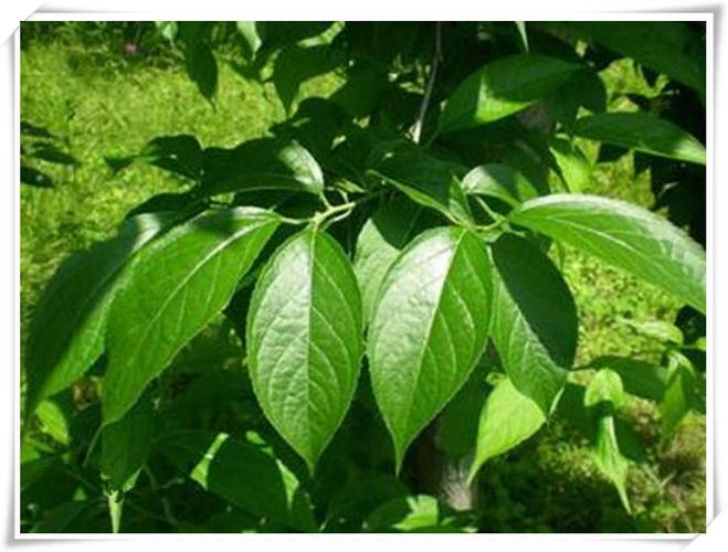 杜仲叶的作用与功效中草药好的预防疾病