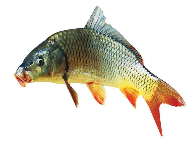 吃鲤有害皇家尊严,所以把鲤鱼更名为"赤鲜公"(因为它是金鳞红尾的原因