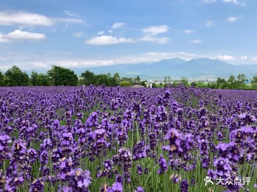 富良野熏衣草花田图片 - 第50张
