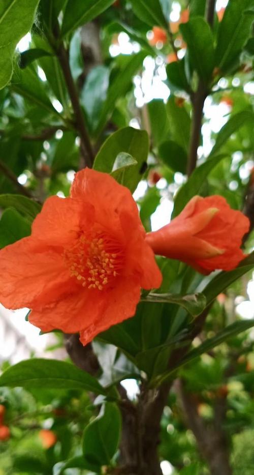 石榴花红艳艳,欣赏独特的石榴花图片