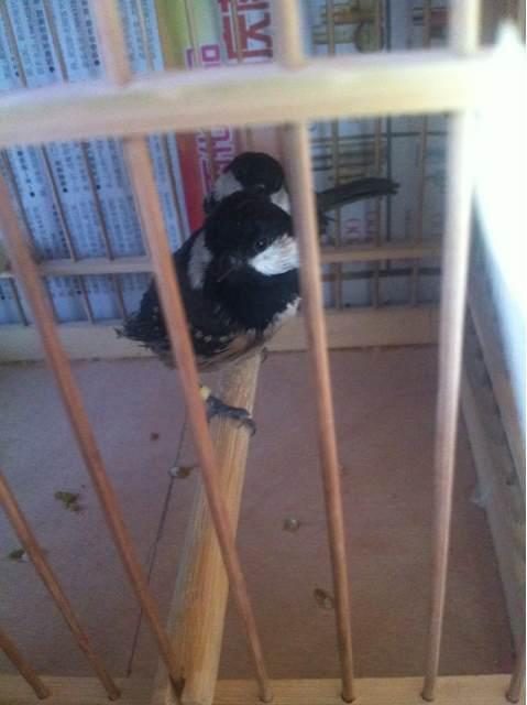 铁岭贝子鸟公母辨别图