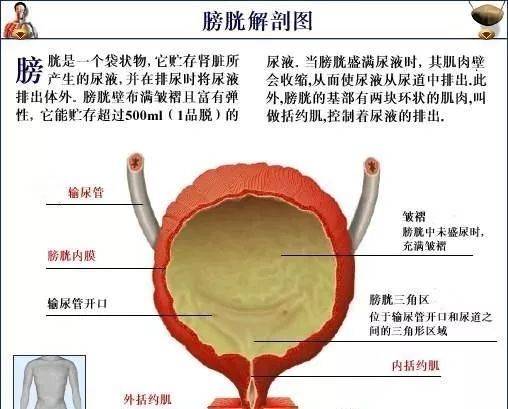超全!人体内脏解剖图整理