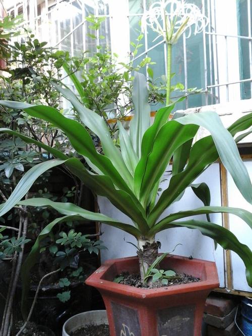 我家文珠兰,年年香满院,今日花又开,越看越想看.