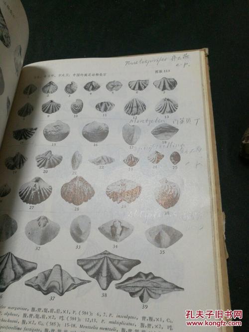 中国各门类化石,中国的腕足动物化石.上下册,品相以图为准