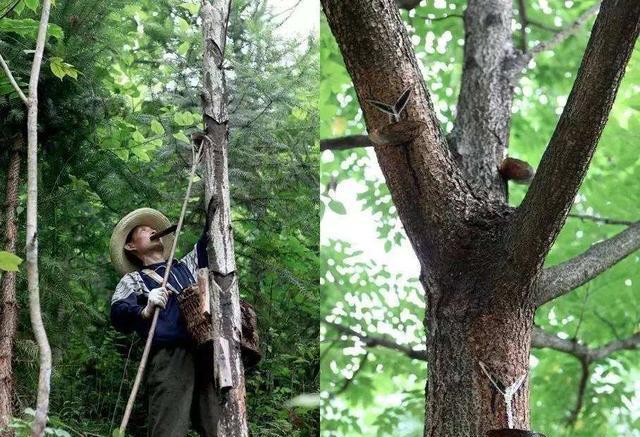 老人说漆树会"咬人":若没有亲身经历过,不会知道它有多恐怖