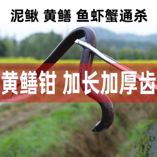 黄鳝夹鳝鱼泥鳅龙虾螃蟹夹子不锈钢控鱼钳子防滑赶海专用抓捉神器