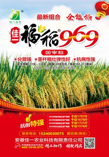 佳一福稻969 种过都说好!适应强 特耐粗放管理,大户称"省心稻".