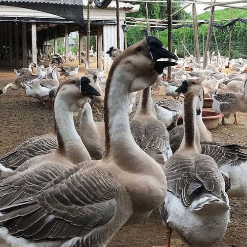 【店铺推荐】纯种狮头鹅鹅活苗大灰鹅朗德鹅苗灰鹅苗小白鹅苗产蛋王鹅
