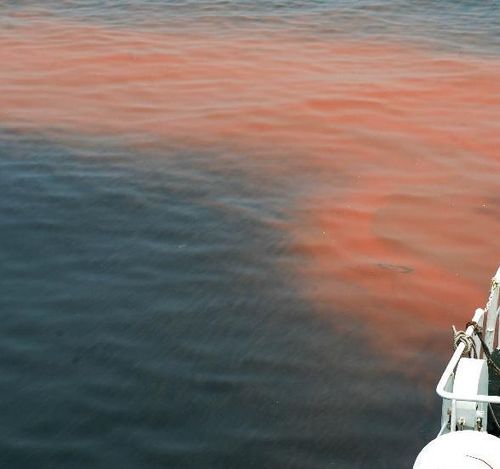 赤潮的成因
