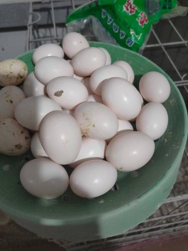 [种鸽蛋批发] 新鲜鸽子蛋,种蛋价格120元/盒 1盒起批 - 惠农网