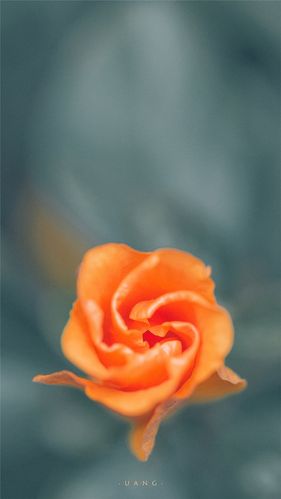 1280_2275 竖版 竖屏