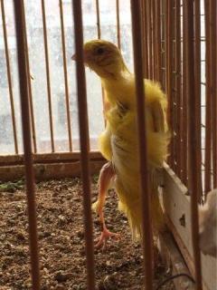 芙蓉鸟 玉鸟 小十 红眼