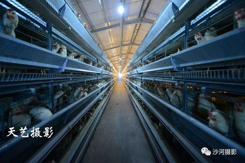 机械化养猪场每一枚鸡蛋都精挑细选奶牛场截至2018年底,全市鸡存栏达