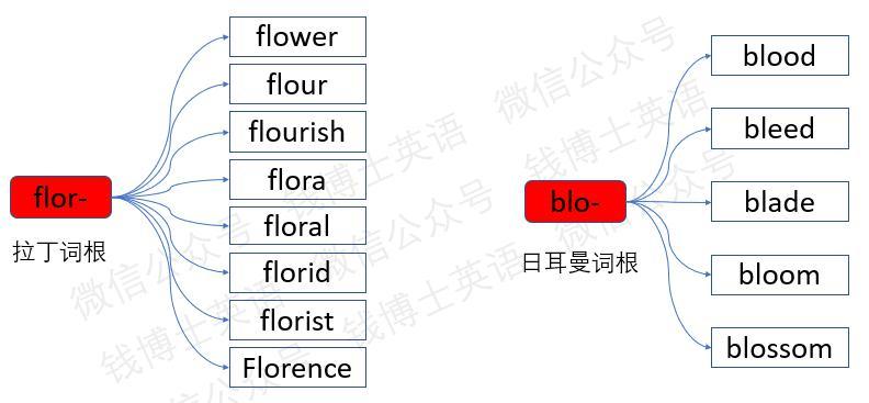词根词缀法巧记考研英语词汇:词根flor-(花)_单词
