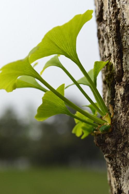 银杏叶  作品描述: 春末秋初之际,一束银杏叶从树的侧面默默的发芽