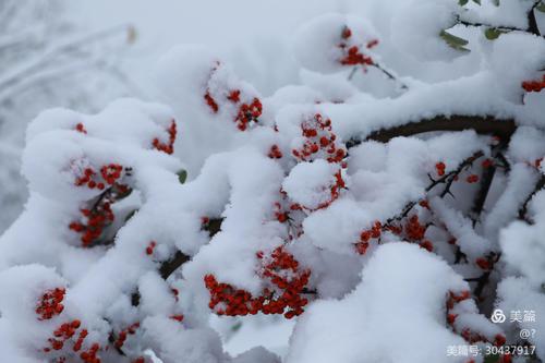 其它 下雪了 写美篇 2020年11月21日拍摄于晋城市吴王山