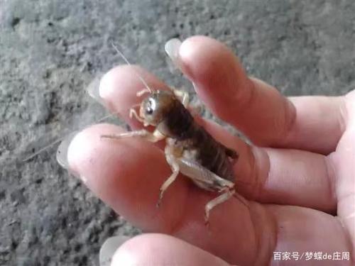 小时候经常玩的"斗蛐蛐"还记得吗?看我怎样用儿时的办法抓蛐蛐