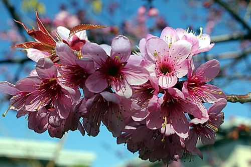 冬樱花开俏枝头