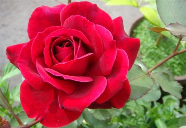 卡罗拉玫瑰卡罗拉月季大花月季