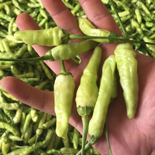 新鲜小米椒云南皱皮小米辣泡椒朝天椒野山椒辣椒指天椒泡菜食用