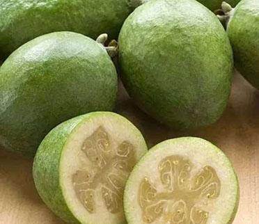 菲油果苗 费约果苗 斐济果苗 南美稔苗 唯一品种进口