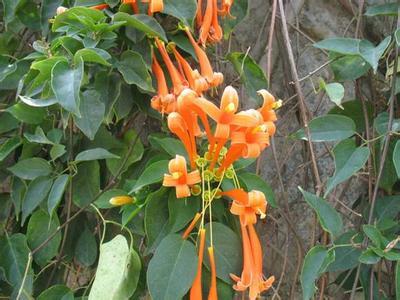 这是炮仗花,又叫黄鳝藤.