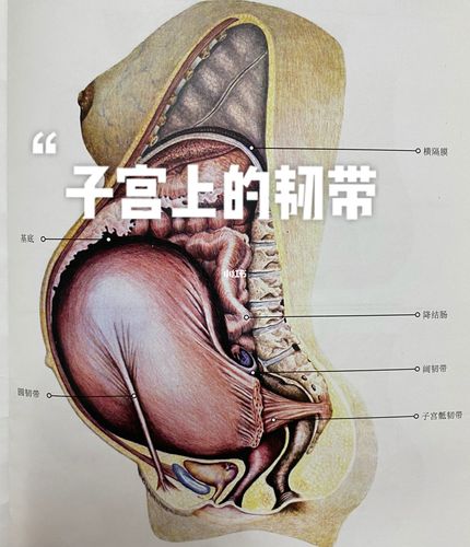 关于子宫上面的韧带您了解多少
