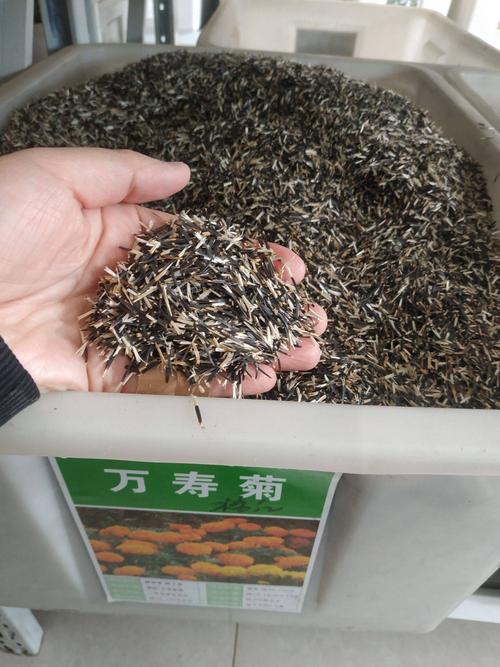 万寿菊种子各种*花组合种子新种子包邮