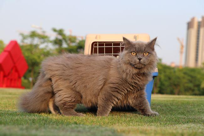 长毛蓝猫为什么不能养?有什么缺点?